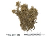 藏品(白齒泥炭苔)的圖片